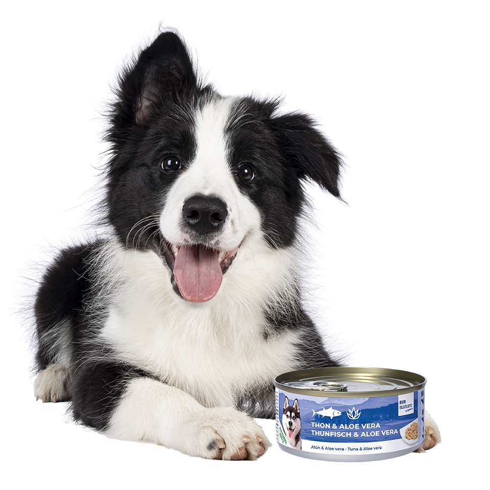 Alimentation pour chien